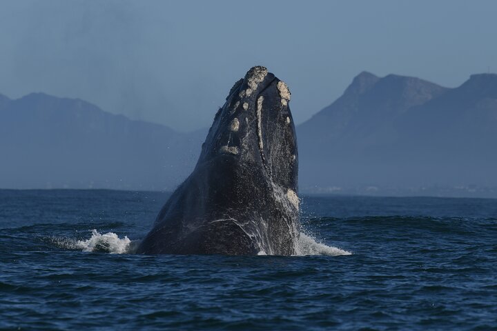 Private Hermanus Whale Watching Shoreline Day Tour from Cape Town