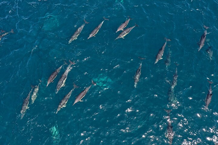 Private Hermanus Whale Watching Shoreline Day Tour from Cape Town