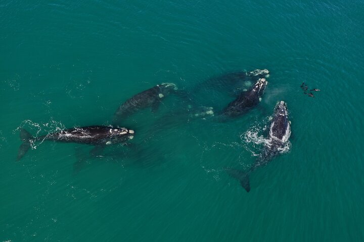 Private Hermanus Whale Watching Shoreline Day Tour from Cape Town