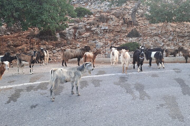 Private Tour-Knossos Palace Zeus Cave Olive Oil Mill & Wine