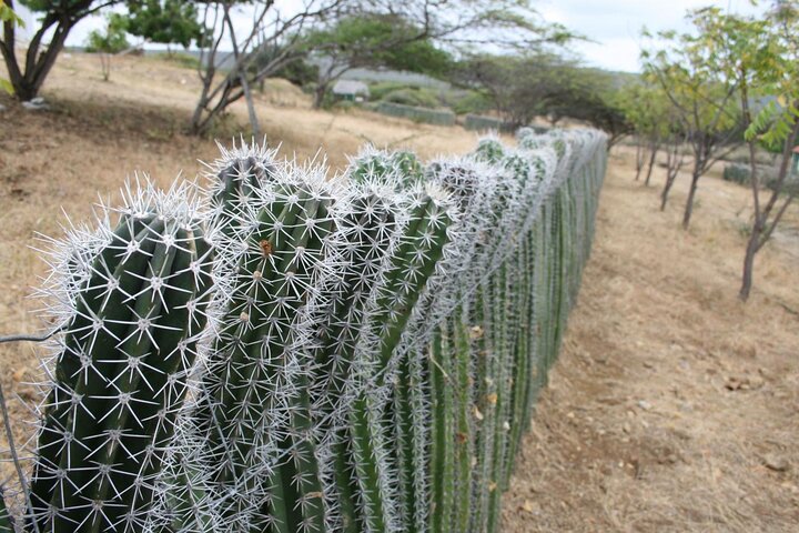 Small-Group Guided North & South Tour of Bonaire with Pick Up