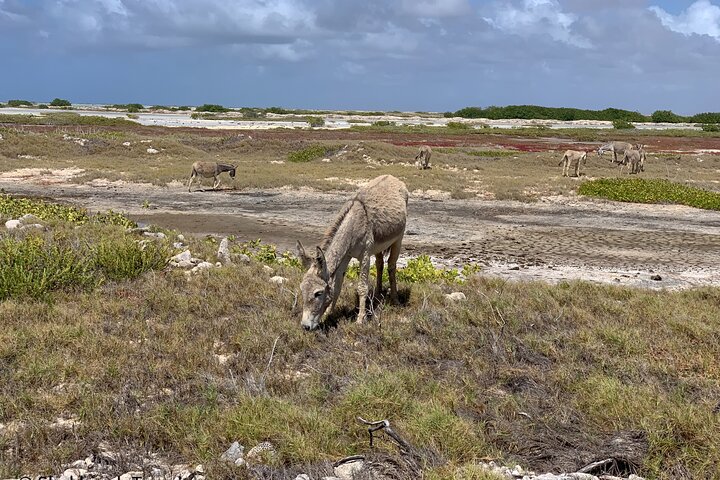 Small-Group Guided North & South Tour of Bonaire with Pick Up