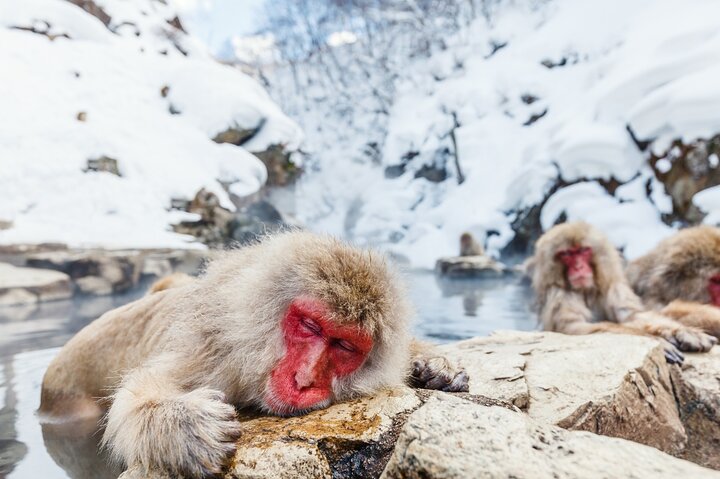 Nagano Snow Monkeys -Half day Private Tour