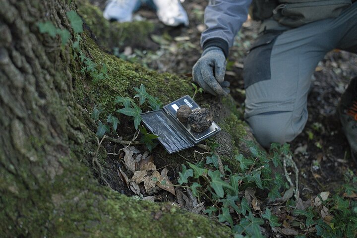 Truffle Hunting, Cooking Class & Gourmet Lunch in Siena, Tuscany