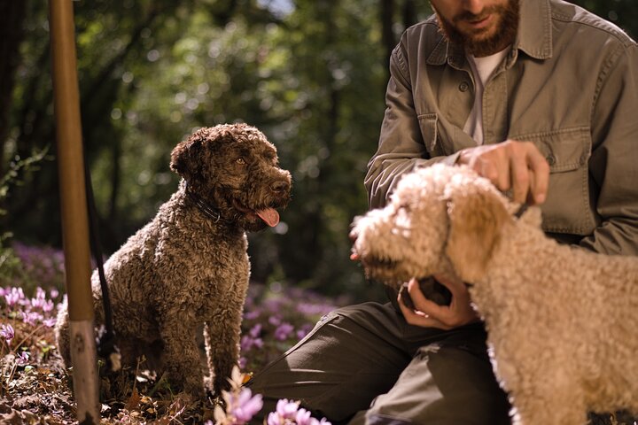 Truffle Hunting, Cooking Class & Gourmet Lunch in Siena, Tuscany
