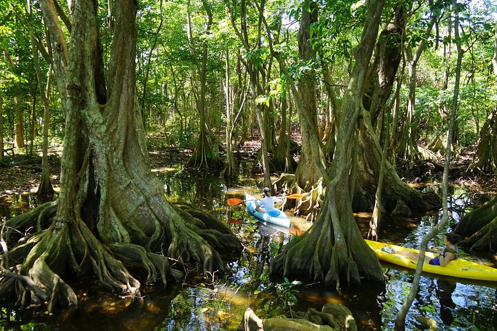 Rental Kayaking or Stand-up Paddle 2H