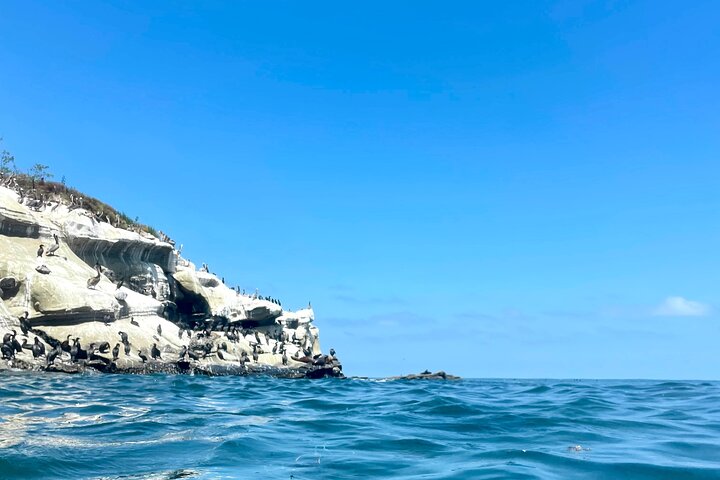Snorkeling Adventure in La Jolla