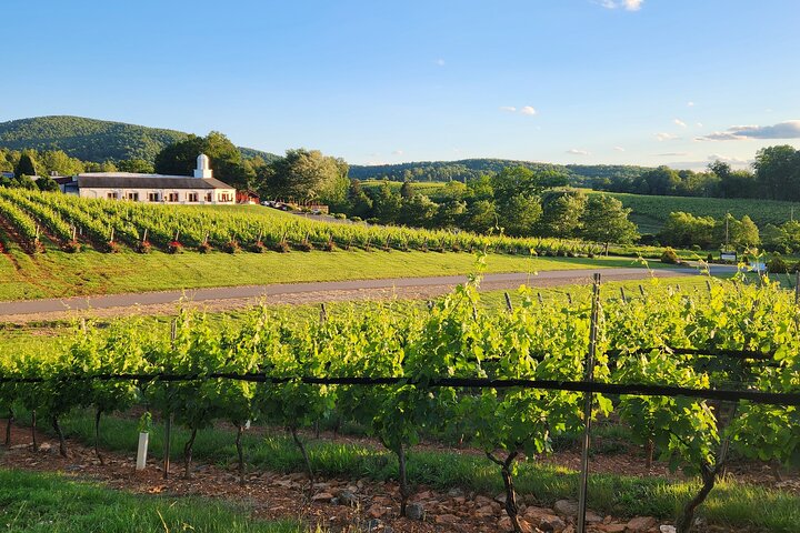 Private Charlottesville Area Wine Tour