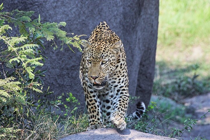 Hluhluwe-iMfolozi Park - Exclusive Full Day Safari