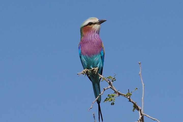 Hluhluwe-iMfolozi Park - Exclusive Full Day Safari