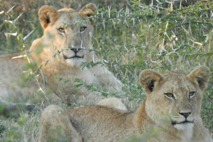 Hluhluwe-iMfolozi Park - Exclusive Full Day Safari
