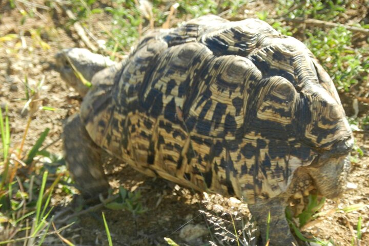 Hluhluwe-iMfolozi Park - Exclusive Full Day Safari