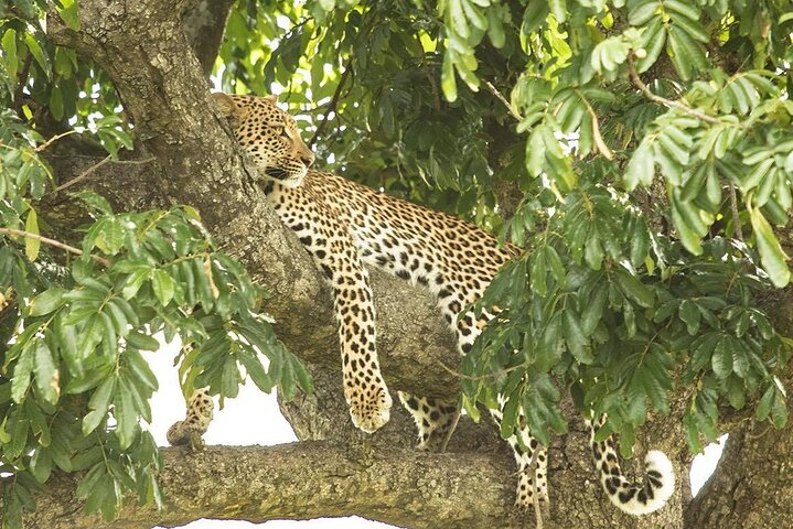 Hluhluwe-iMfolozi Park - Exclusive Full Day Safari