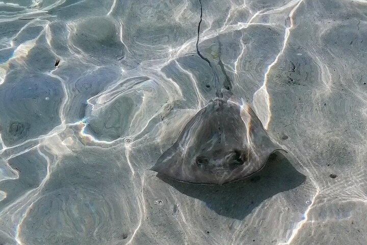Boat Tour with Lunch in the Water in Guadeloupe Lagoon