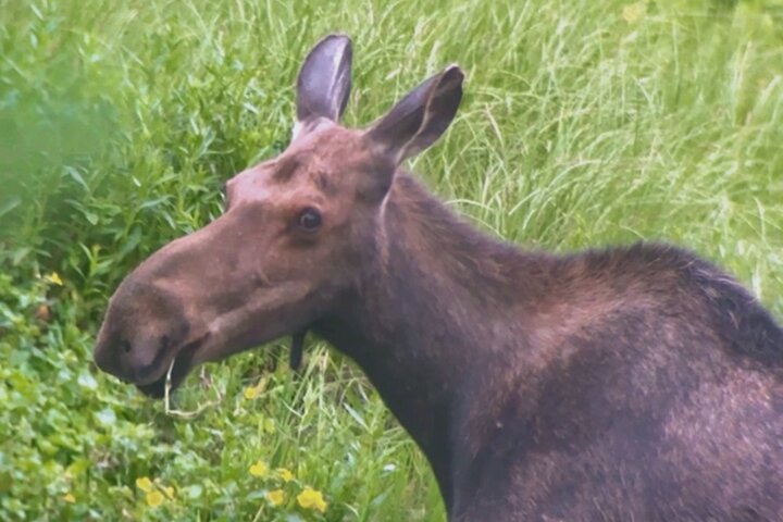 Yellowstone Upper Loop Wildlife Safari | Lamar Valley | PRIVATE