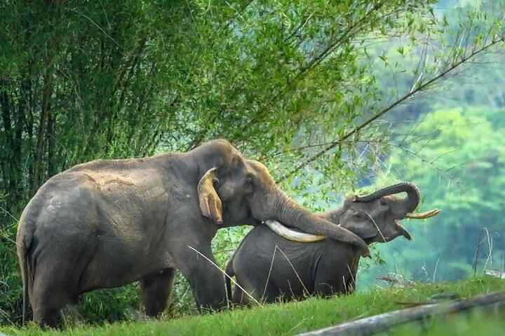 Coimbatore to Parambikulam Jungle Safari & Trekking Tour