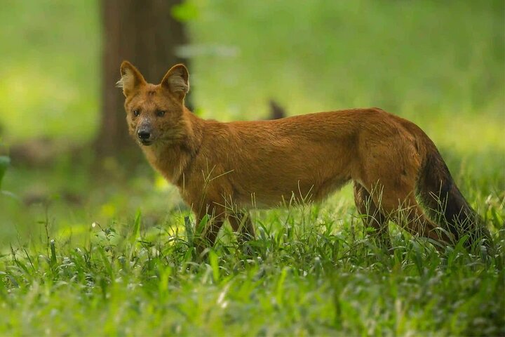 Coimbatore to Parambikulam Jungle Safari & Trekking Tour
