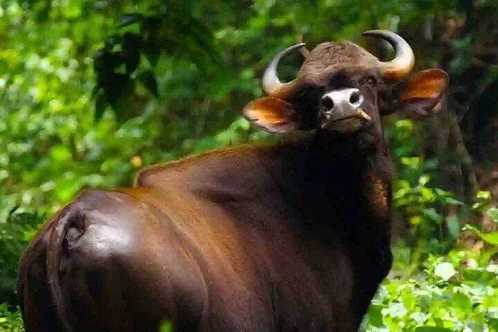 Coimbatore to Parambikulam Jungle Safari & Trekking Tour