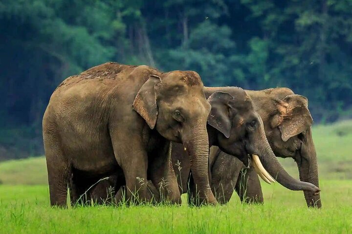 Coimbatore to Parambikulam Jungle Safari & Trekking Tour