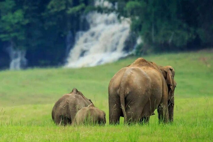 Coimbatore to Parambikulam Jungle Safari & Trekking Tour