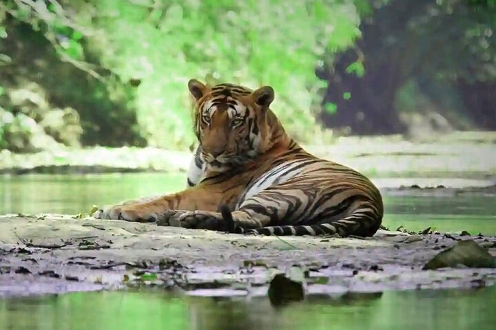 Coimbatore to Parambikulam Jungle Safari & Trekking Tour