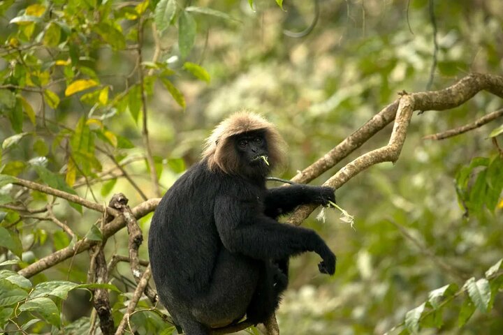 Coimbatore to Parambikulam Jungle Safari & Trekking Tour