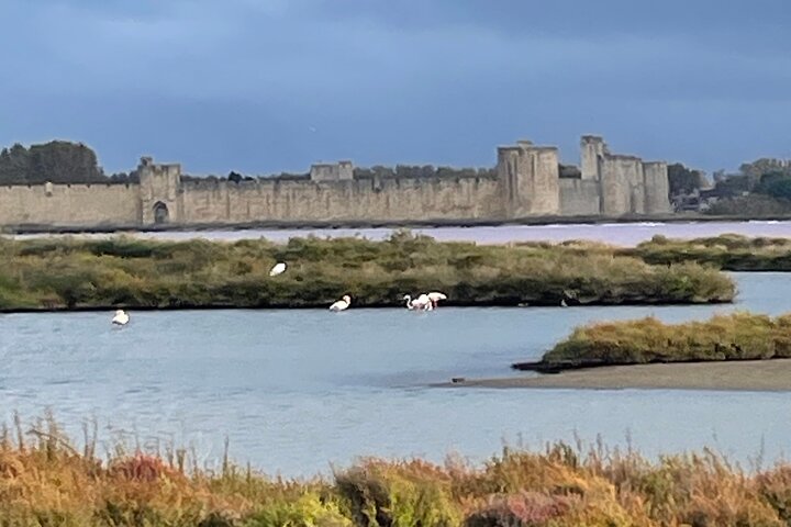 Small group half day Camargue and Aigues Mortes tour