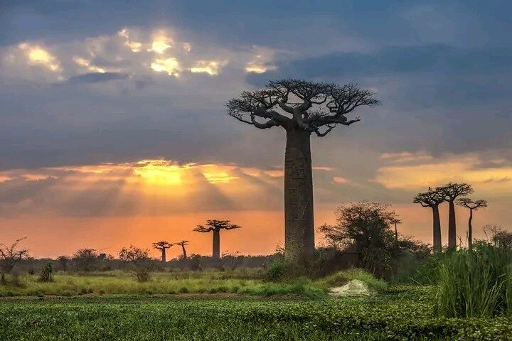 7 Days from Morondava: Tsingy, Baobabs, Lemurs & Belo/sea