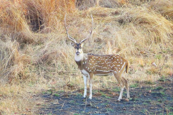 Nagpur to Aurangabad via Melghat Tiger Reserve, Burhanpur & Akola