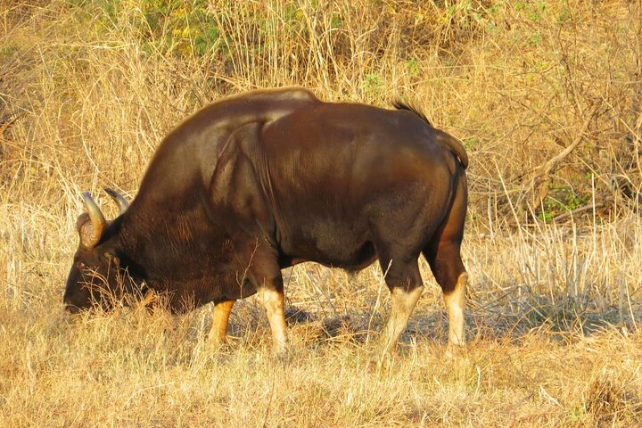 Nagpur to Aurangabad via Melghat Tiger Reserve & Akola