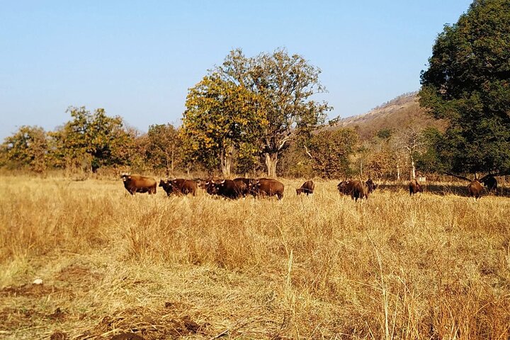 Nagpur to Aurangabad via Melghat Tiger Reserve & Akola