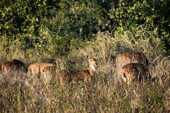 Nagpur to Aurangabad via Melghat Tiger Reserve & Akola