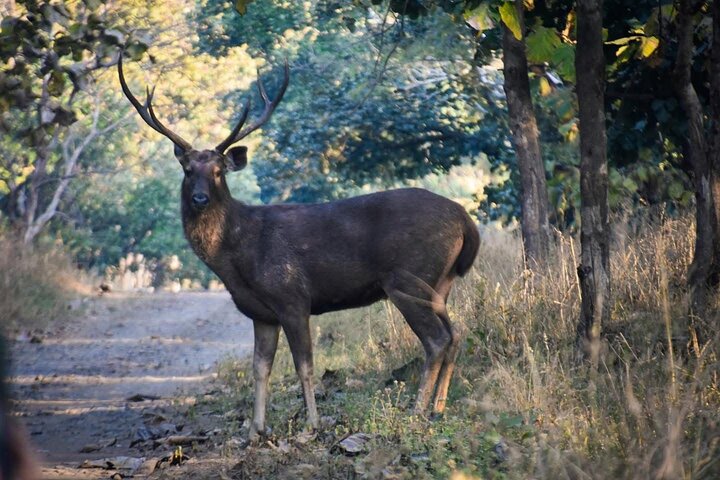 Nagpur to Aurangabad via Melghat Tiger Reserve & Akola