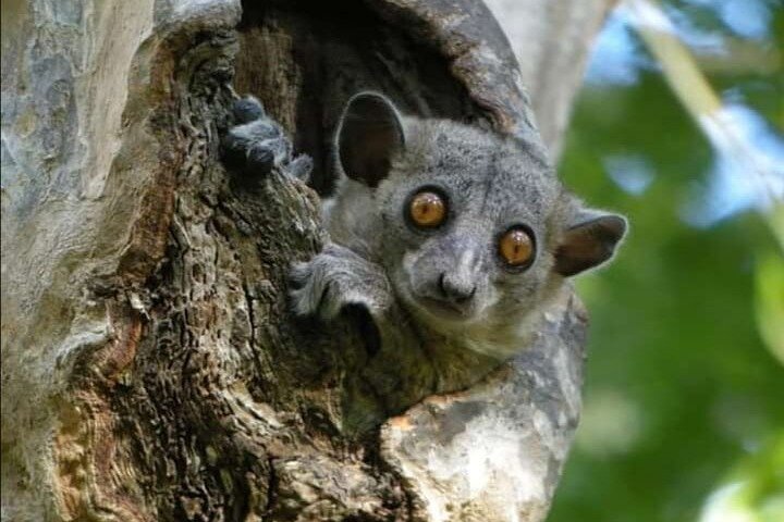 Morondava, Tsingy and Baobabs Tour - 4 days
