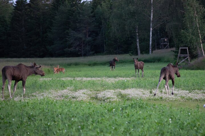 From Helsinki: Moose & Wildlife Safari with Campfire Dinner