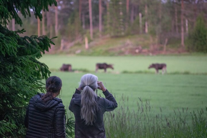 From Helsinki: Moose & Wildlife Safari with Campfire Dinner