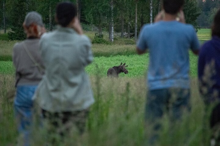 From Helsinki: Moose & Wildlife Safari with Campfire Dinner
