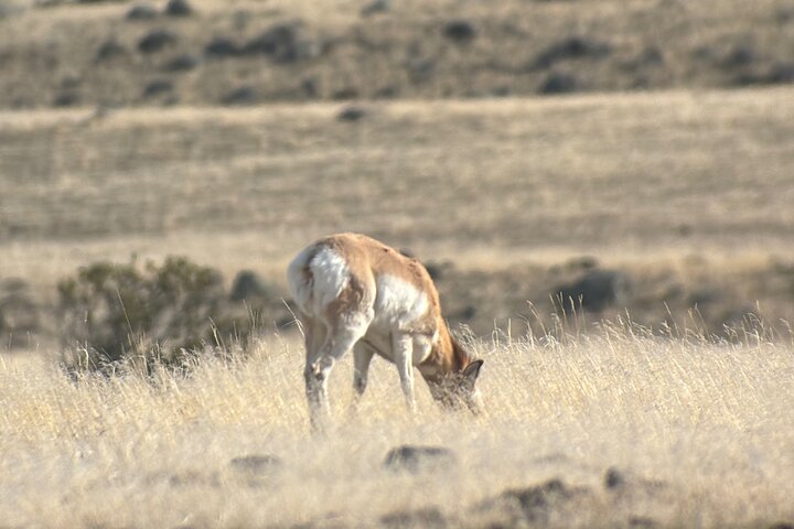 Yellowstone Park Private Day Trip from Big Sky