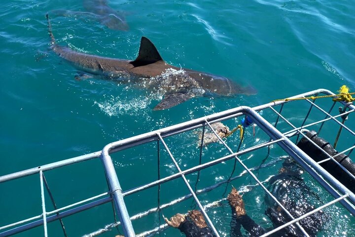 Shark Cage Diving with complimentary air in cage from Gansbaai