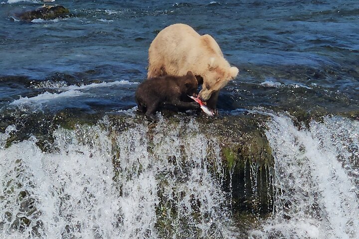 Brooks Falls Bear Viewing