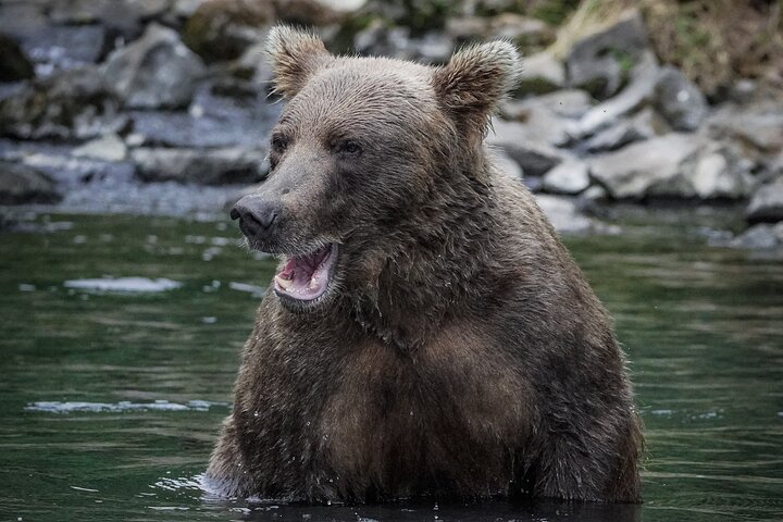 Brooks Falls Bear Viewing