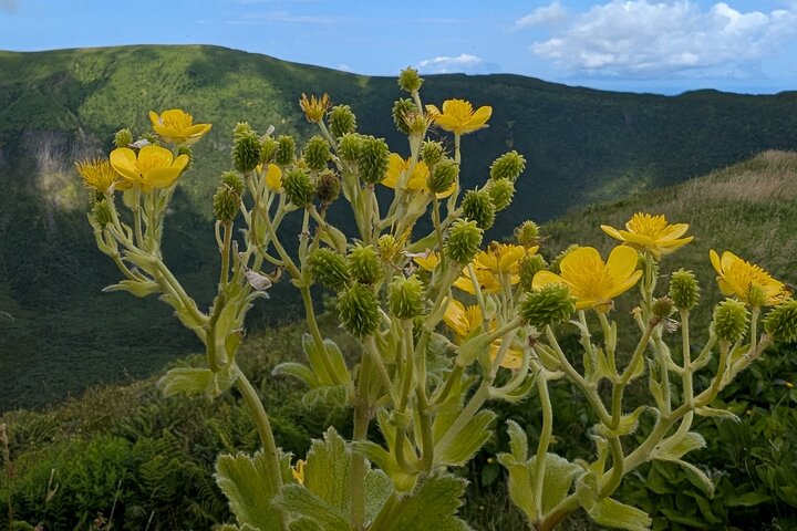 Exploring Faial Full Day 4WD Tour