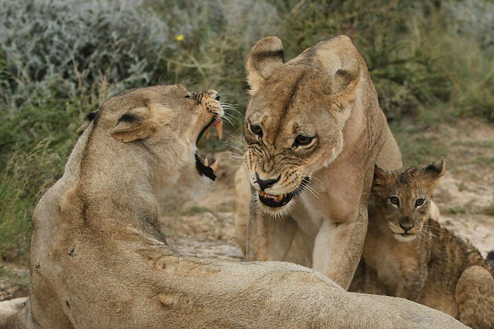 1 Day Tanzania Safari to Ngorongoro Crater