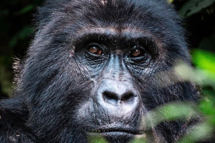 1 Day Uganda Gorilla Trekking at Mgahinga National Park