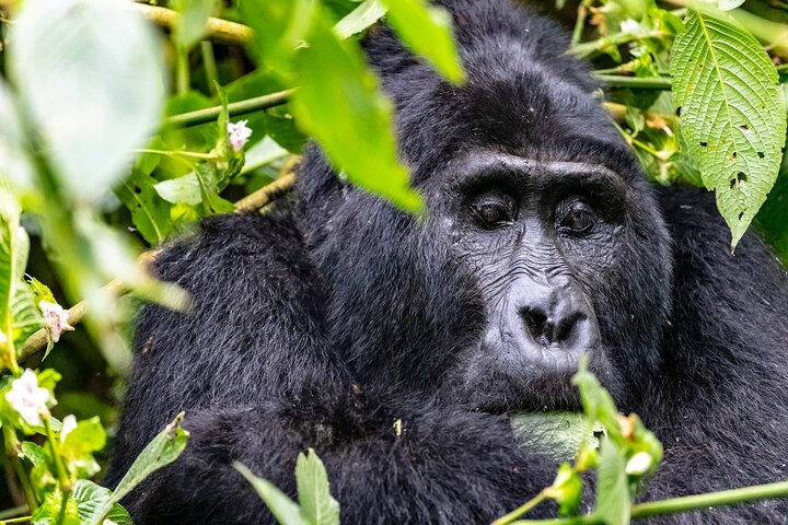 1 Day Uganda Gorilla Trekking at Mgahinga National Park