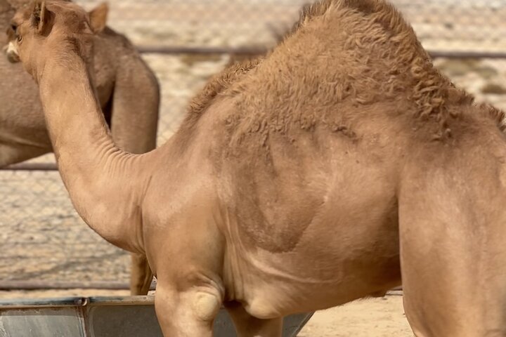 Sunset desert safari tour (private tour)