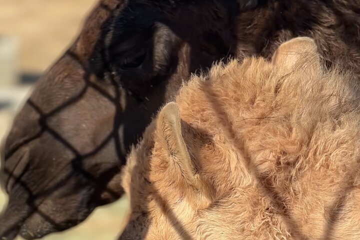 Sunset desert safari tour (private tour)