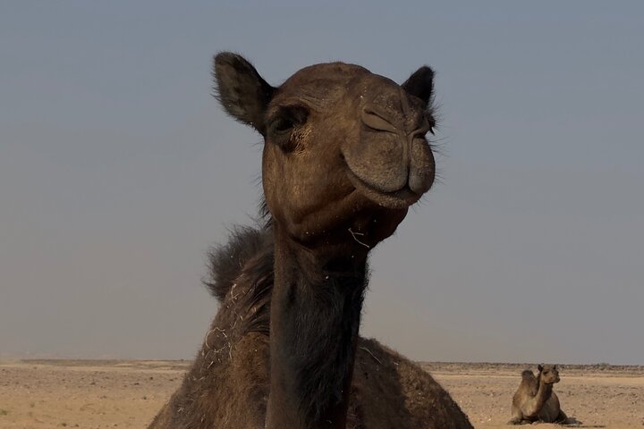 Sunset desert safari tour (private tour)