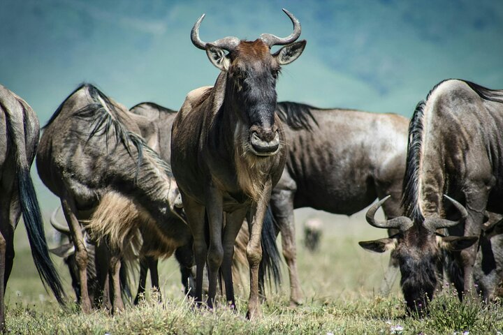 1 Day Tanzania Safari to Ngorongoro Crater