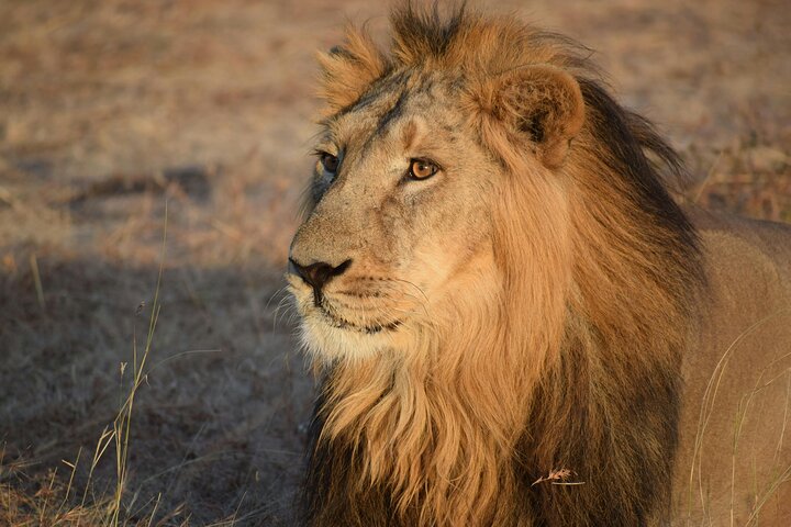 1 Day Tanzania Safari to Ngorongoro Crater